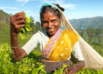 Guide to Improving Tea Fermentation